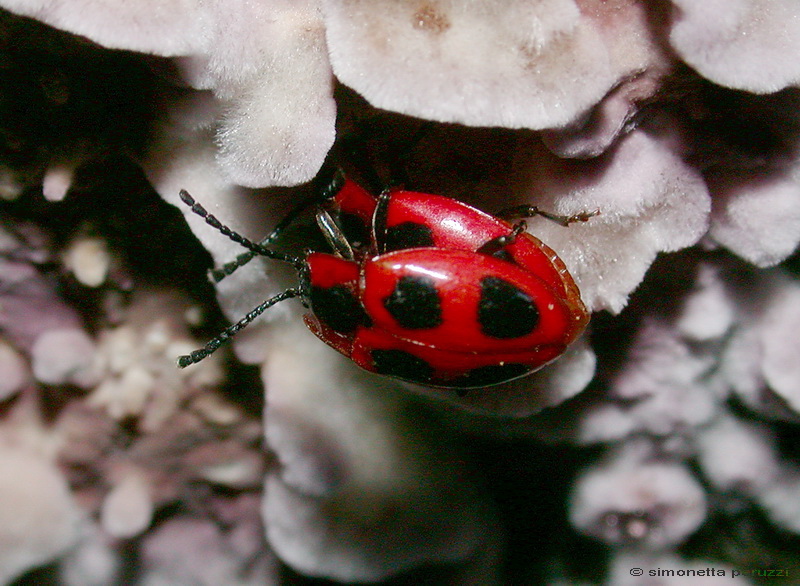 Endomychus coccineus
